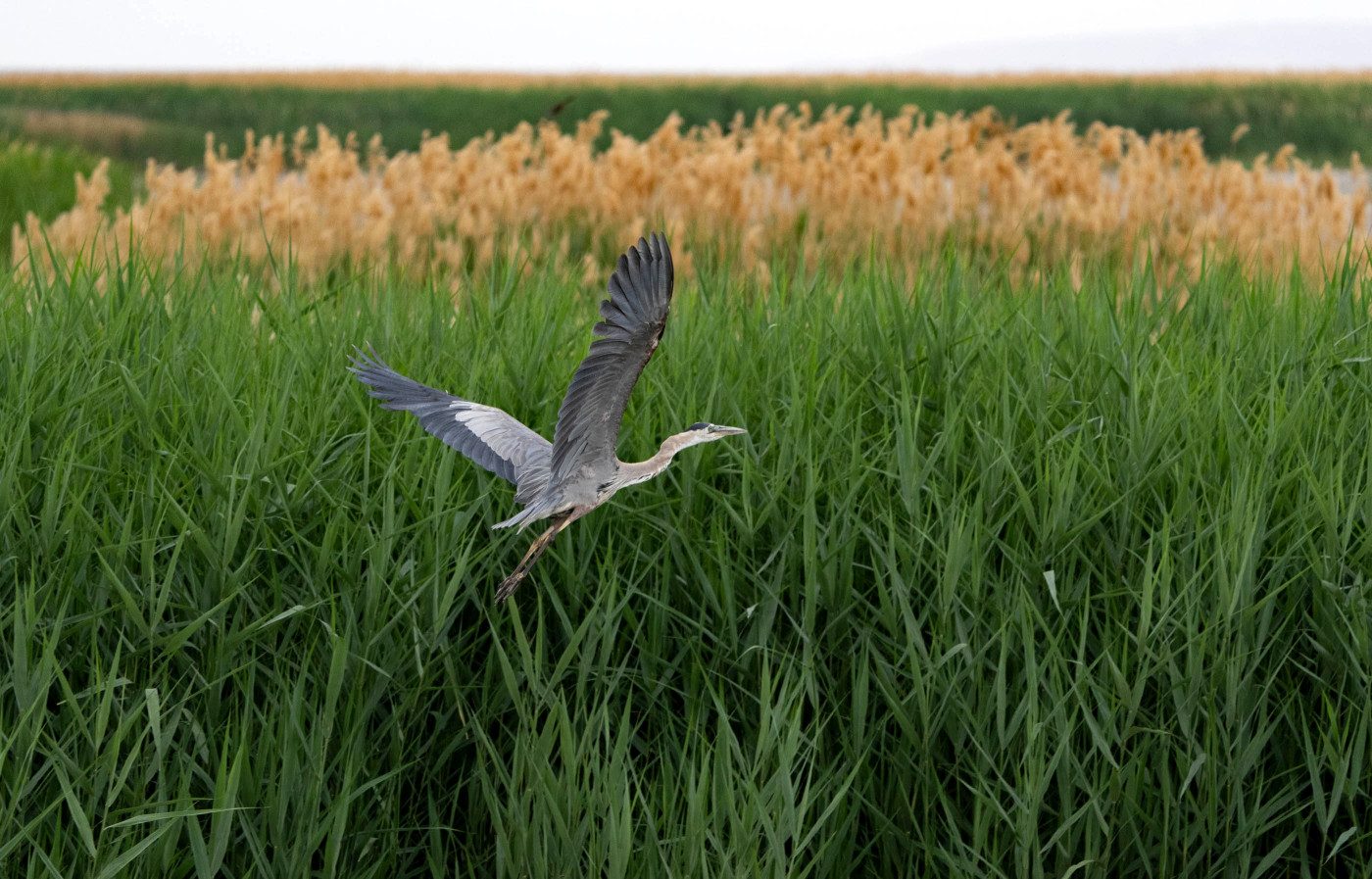(Francisco Kjolseth | The Salt Lake Tribune) A great blue heron takes takes flight at Bear River Migratory Bird Refuge, a 74,000-acre nature reserve in the northern Great Salt Lake on Wednesday, June 23, 2021.